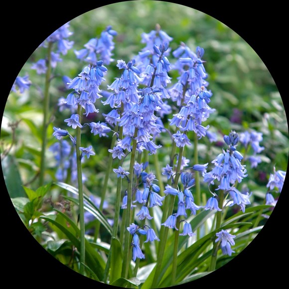bluebells2022